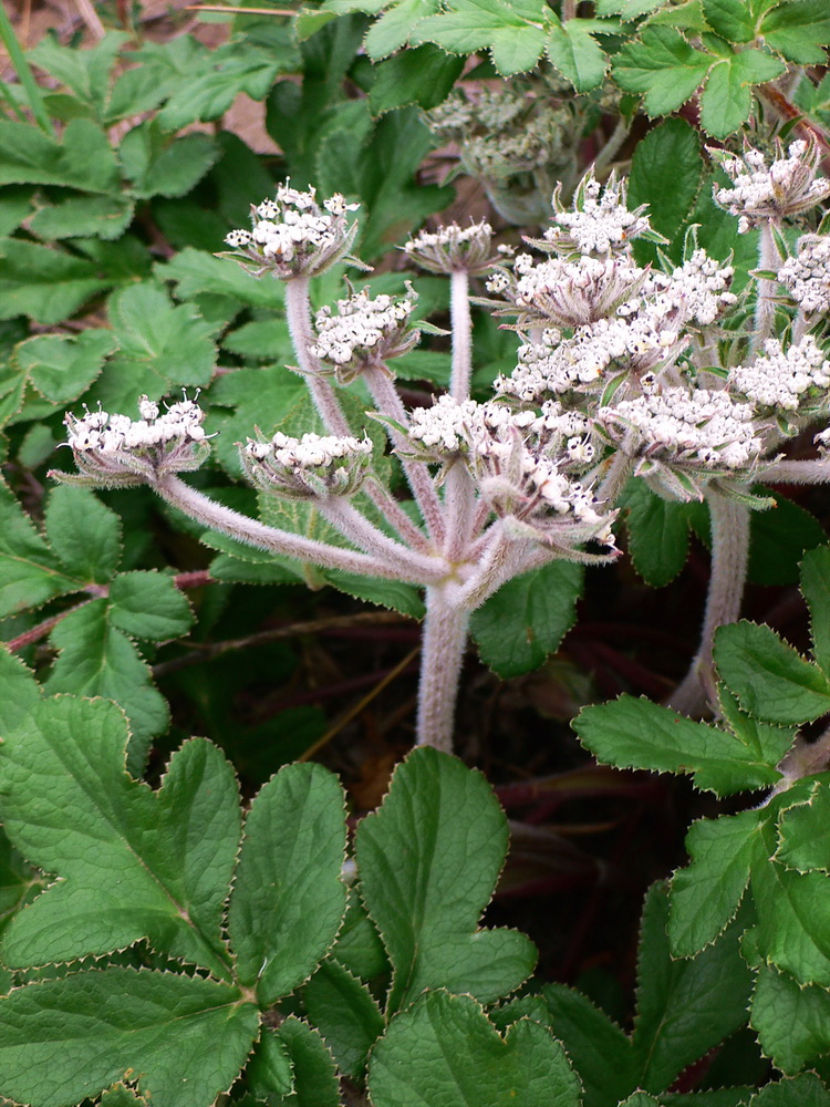 Image of Glehnia litoralis specimen.