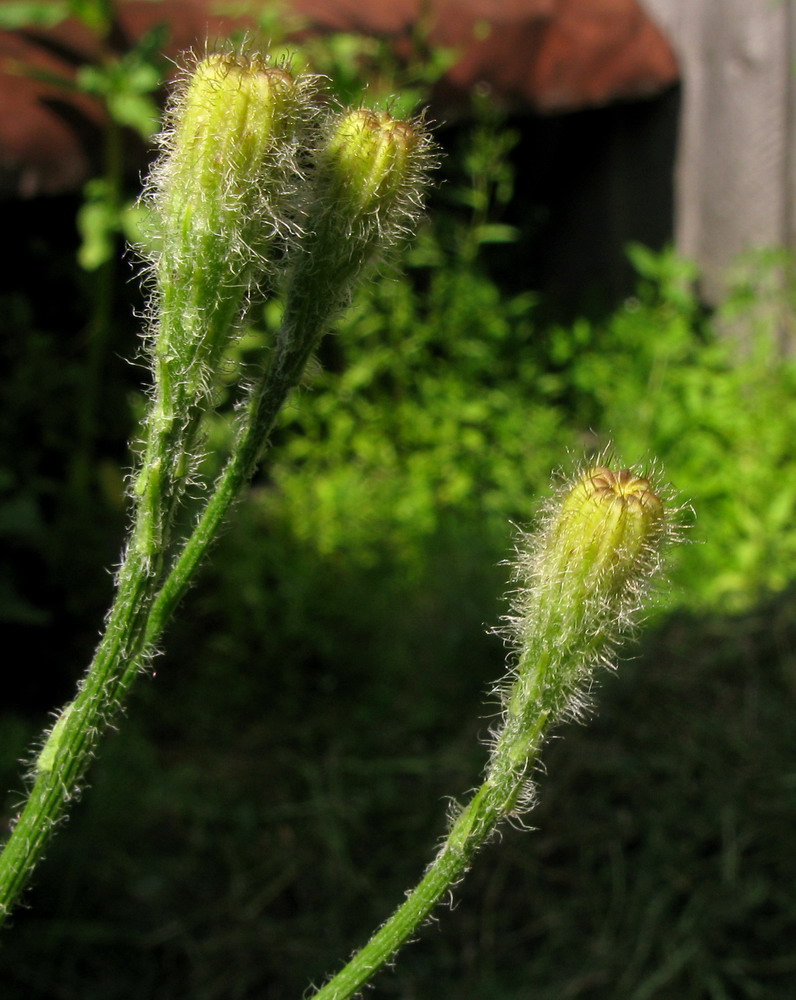 Image of Scorzoneroides autumnalis specimen.