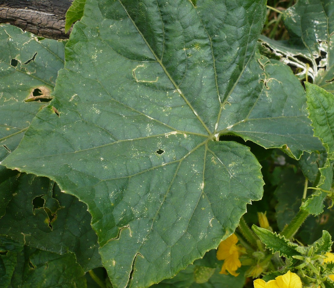 Image of Cucumis sativus specimen.