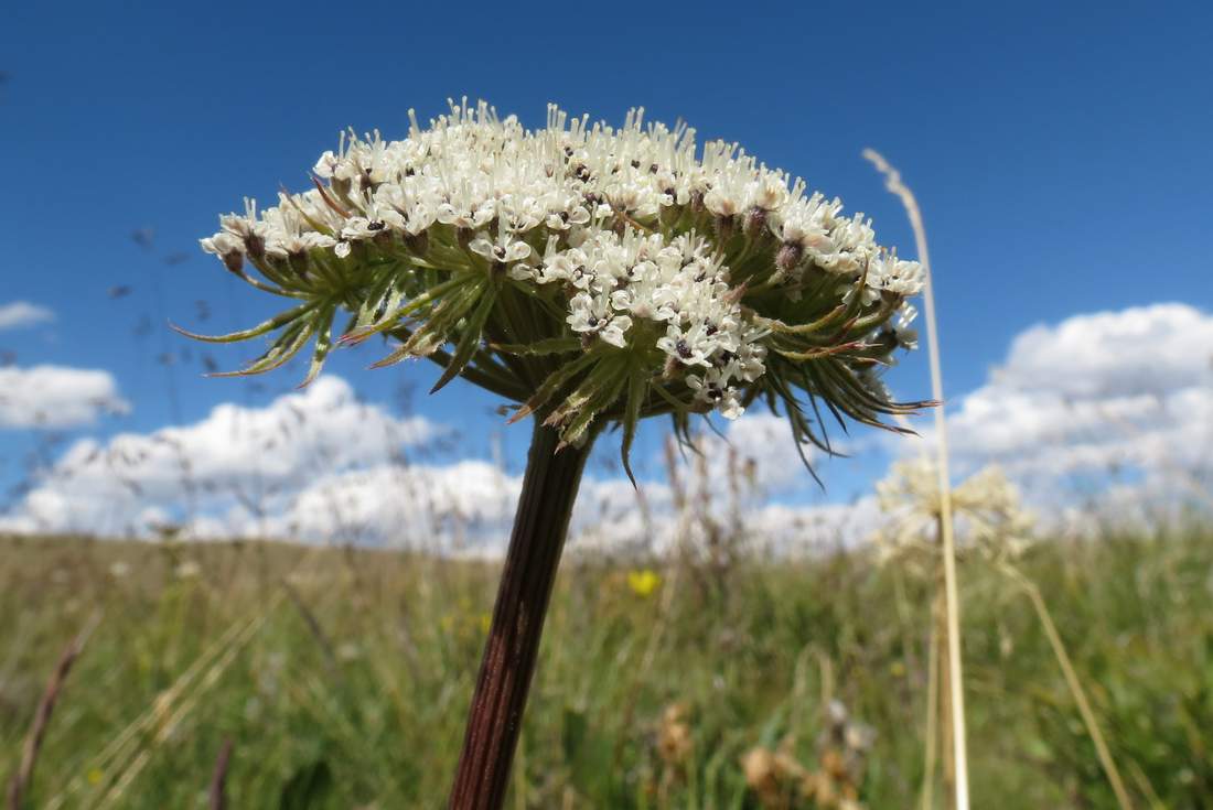 Image of Pachypleurum alpinum specimen.