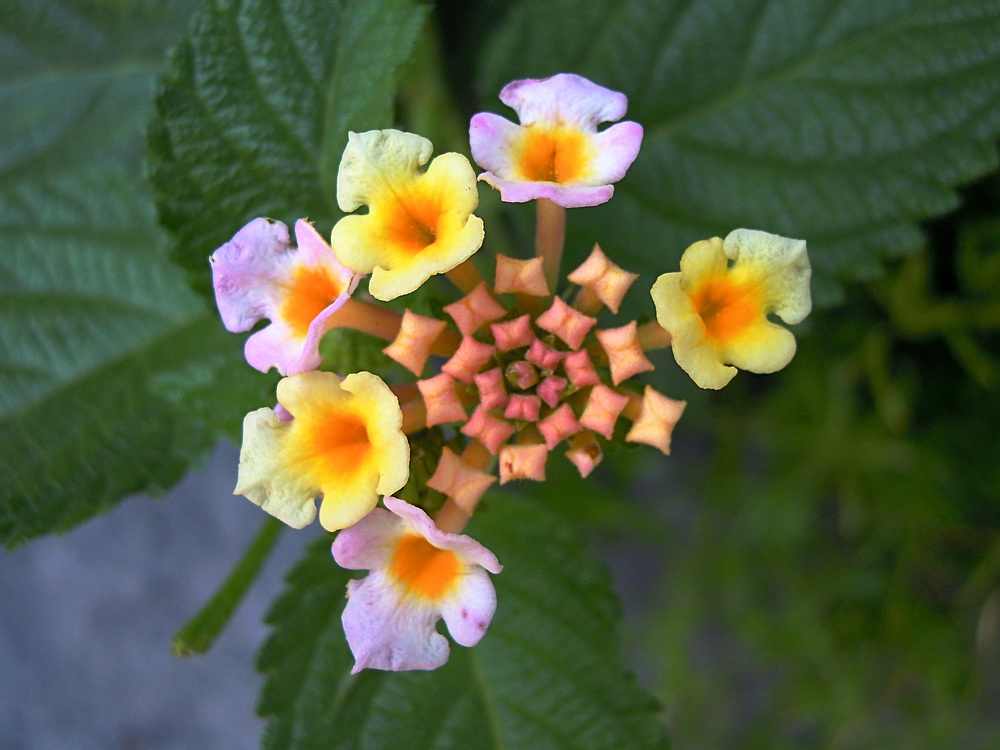 Image of Lantana camara specimen.