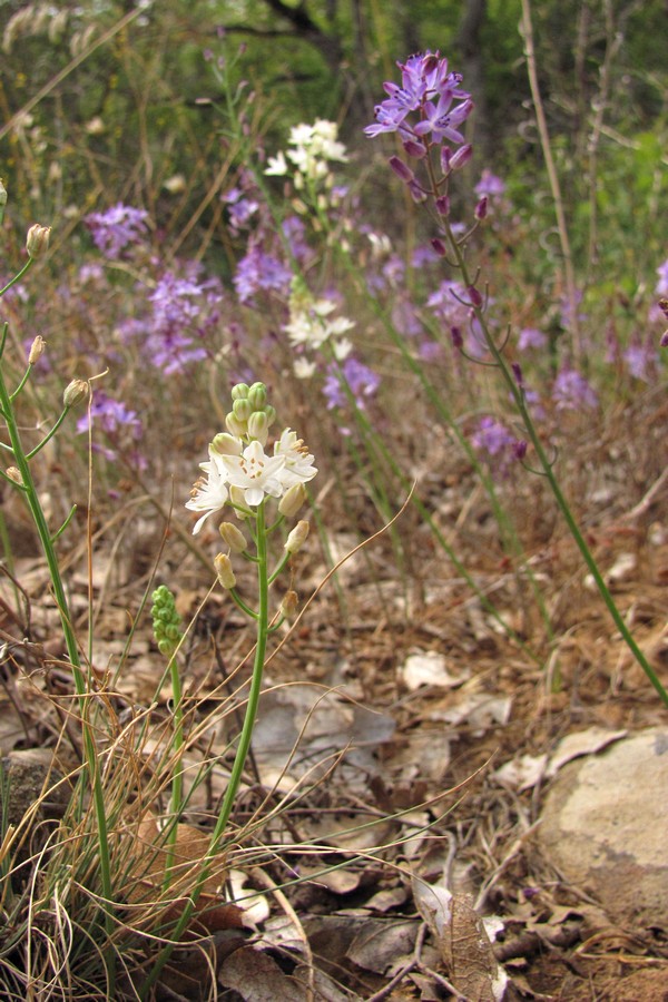 Image of Prospero autumnale specimen.