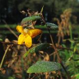 Impatiens capensis. Верхушка цветущего побега. Нидерланды, провинция Drenthe, Eelde, берег канала Noord-Willemskanaal. 27 сентября 2009 г.