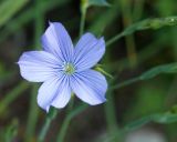 Linum nervosum. Цветок. Краснодарский край, окрестности Геленджика, Нижний парк сафари. 05.05.2013.