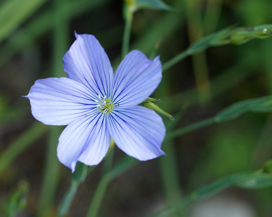 Изображение особи Linum nervosum.