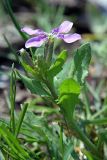 Chorispora tenella