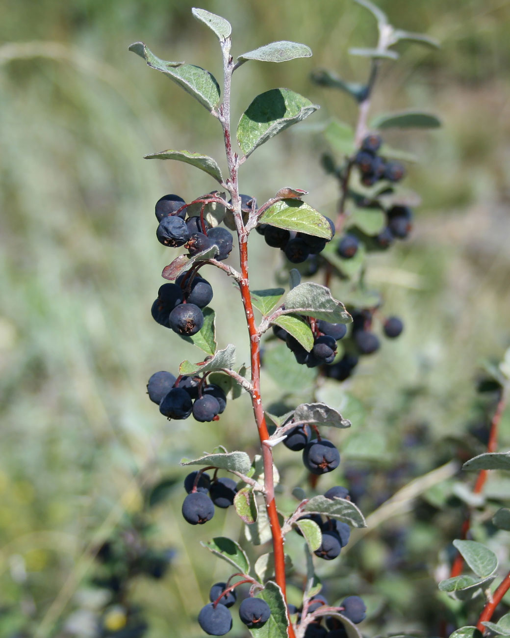 Image of Cotoneaster melanocarpus specimen.