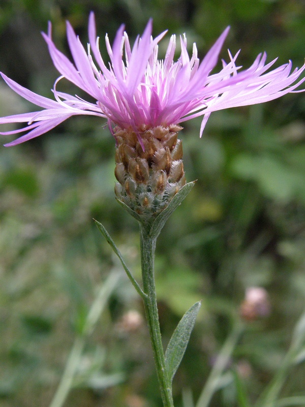 Image of Centaurea jacea ssp. substituta specimen.