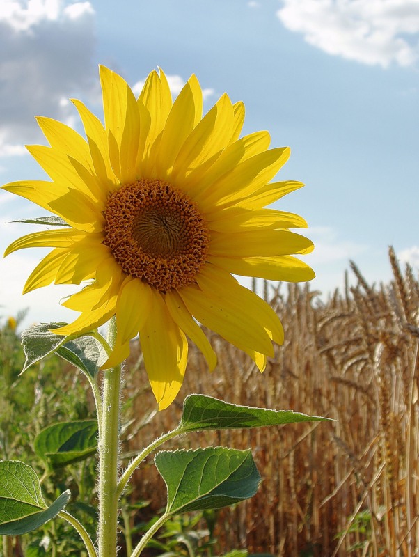 Image of Helianthus annuus specimen.