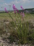 Polygala cretacea. Цветущие растения. Волгоградская обл., Калачевский р-н, долина р. Большая Голубая. 20.05.2006.