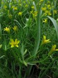 Gagea lutea