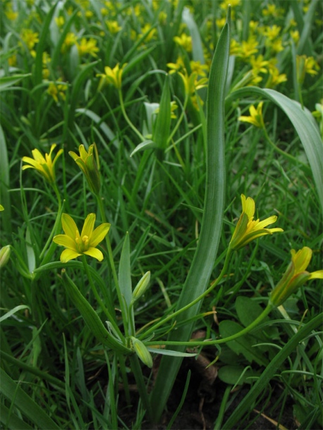 Image of Gagea lutea specimen.