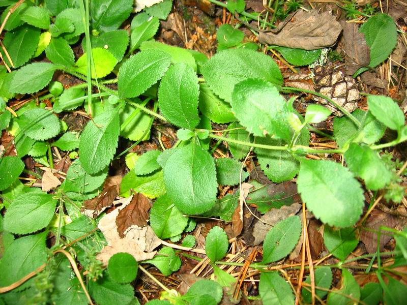 Image of Veronica officinalis specimen.