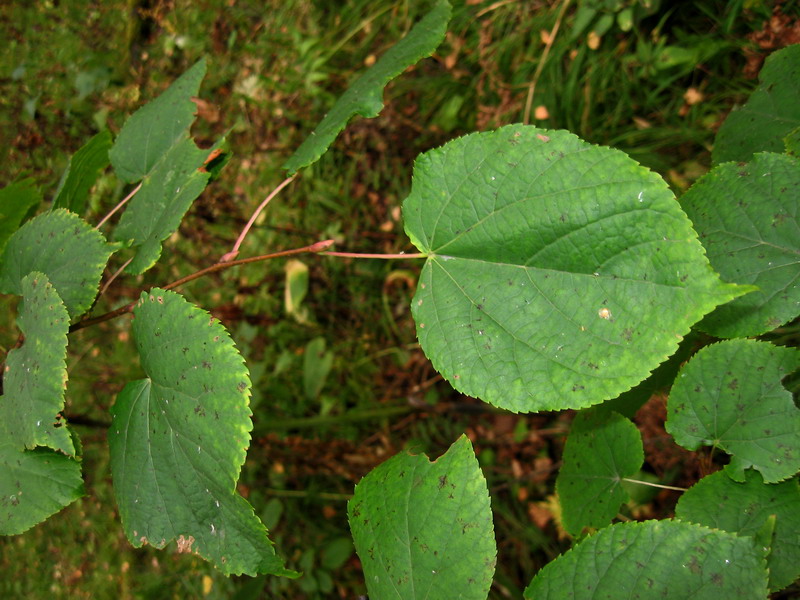 Изображение особи Tilia nasczokinii.