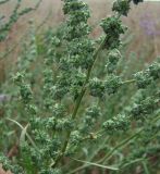 Atriplex patens