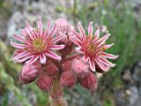 Sempervivum caucasicum