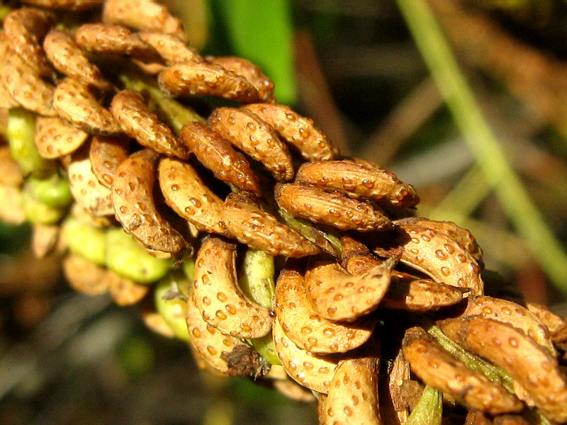 Image of Amorpha fruticosa specimen.