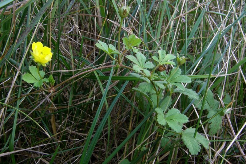Изображение особи Potentilla reptans.