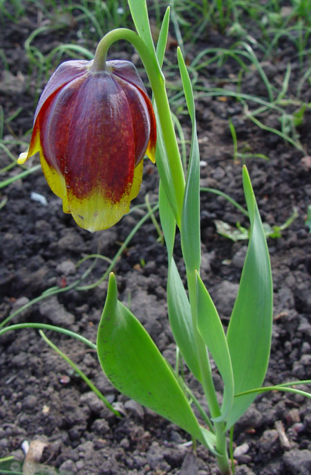 Изображение особи Fritillaria michailovskyi.