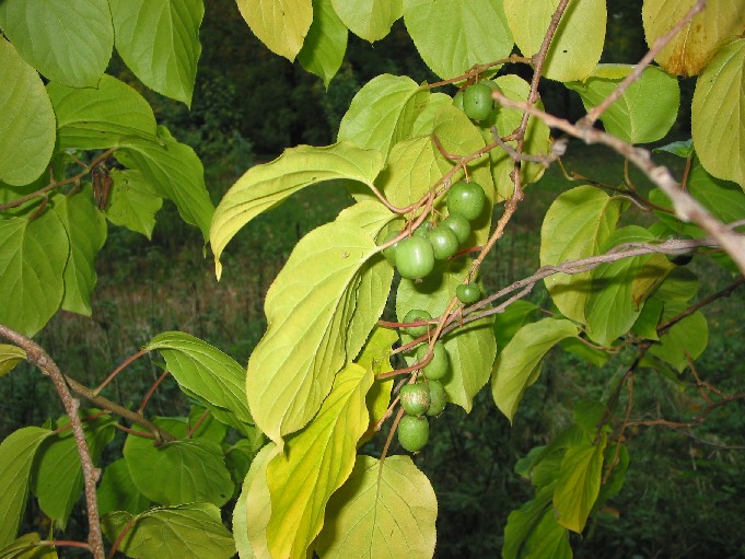 Image of Actinidia arguta specimen.