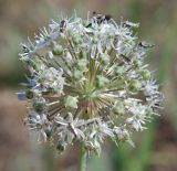 Allium tulipifolium. Соцветие с цветками и завязавшимися плодами. Волгоградская обл., побережье оз. Эльтон, сухая степь. 19.05.2007.