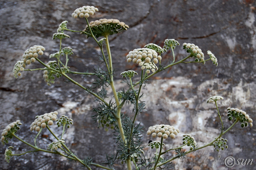 Image of Seseli gummiferum specimen.