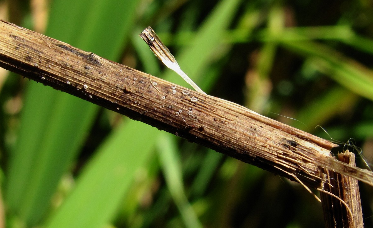 Image of Phalaroides arundinacea specimen.