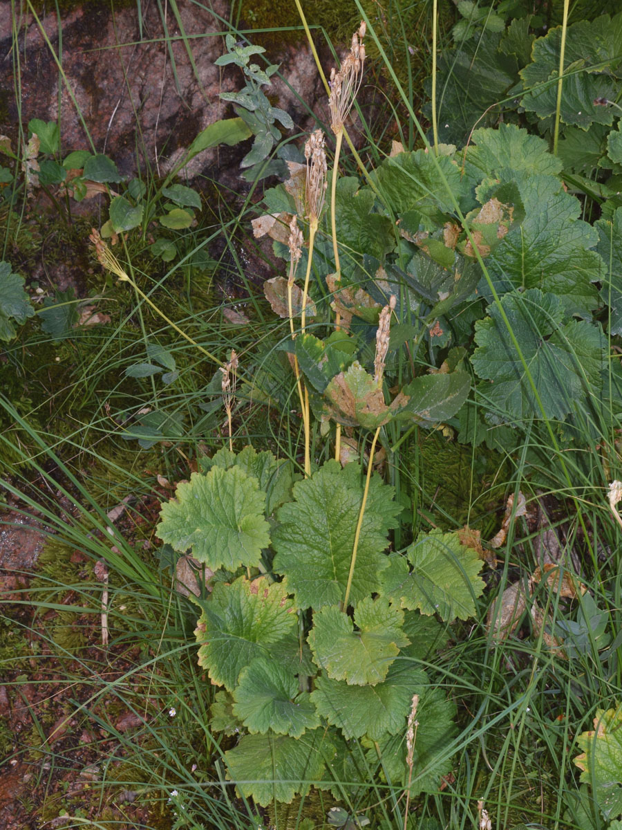 Изображение особи Cortusa turkestanica.