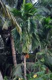 Areca catechu