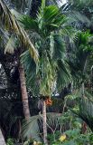 Areca catechu. Верхушка ствола и крона плодоносящего растения. Андаманские острова, Порт-Блэр. 29.12.2014.