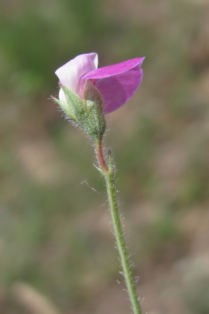 Image of Lathyrus hirsutus specimen.