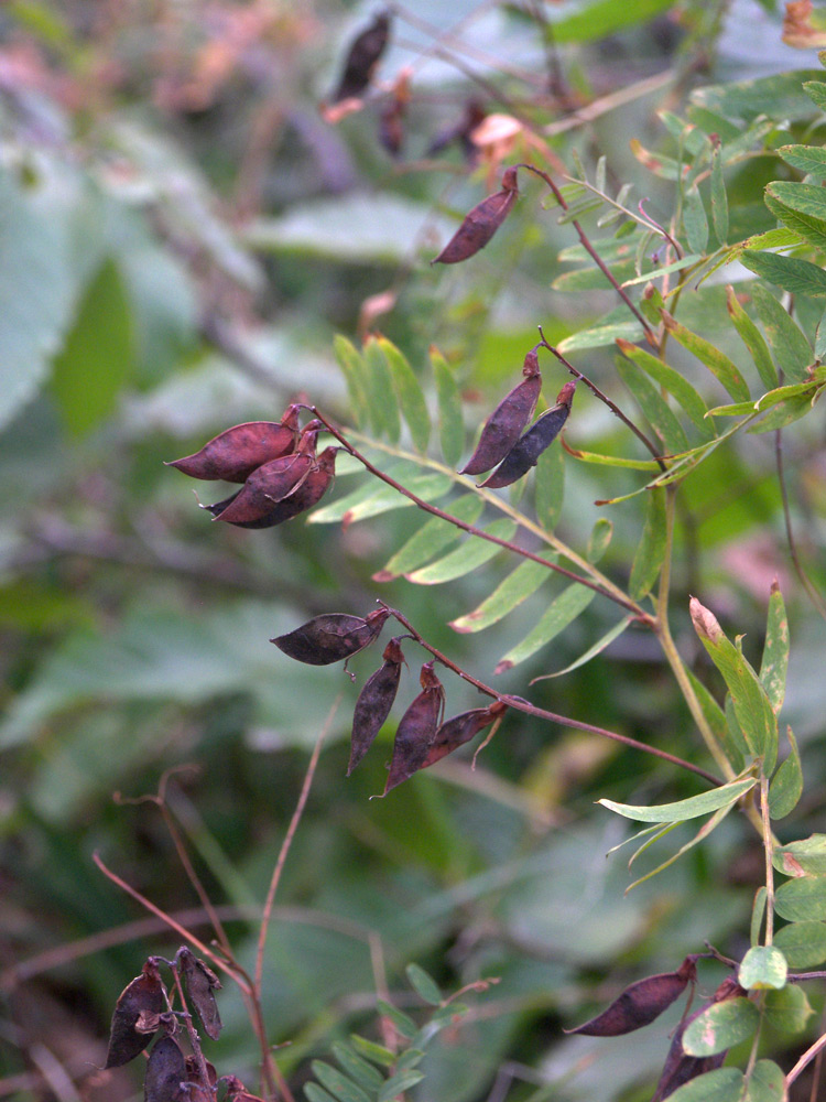 Изображение особи Vicia cassubica.