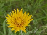 Tragopogon dasyrhynchus. Соцветие. Днепропетровская обл., левый берег Днепра напротив с. Волосское, балка Диброва. 07.06.2009.
