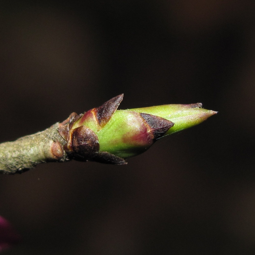 Image of Daphne mezereum specimen.