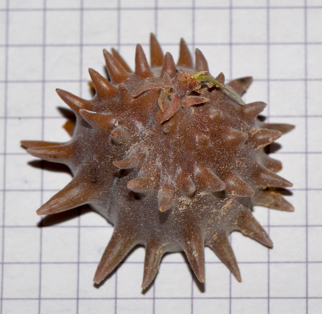 Image of Glossonema boveanum specimen.