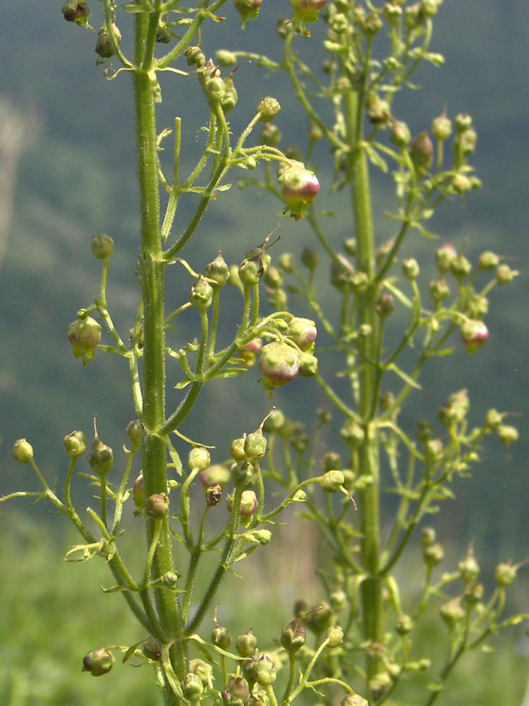 Image of Scrophularia orientalis specimen.