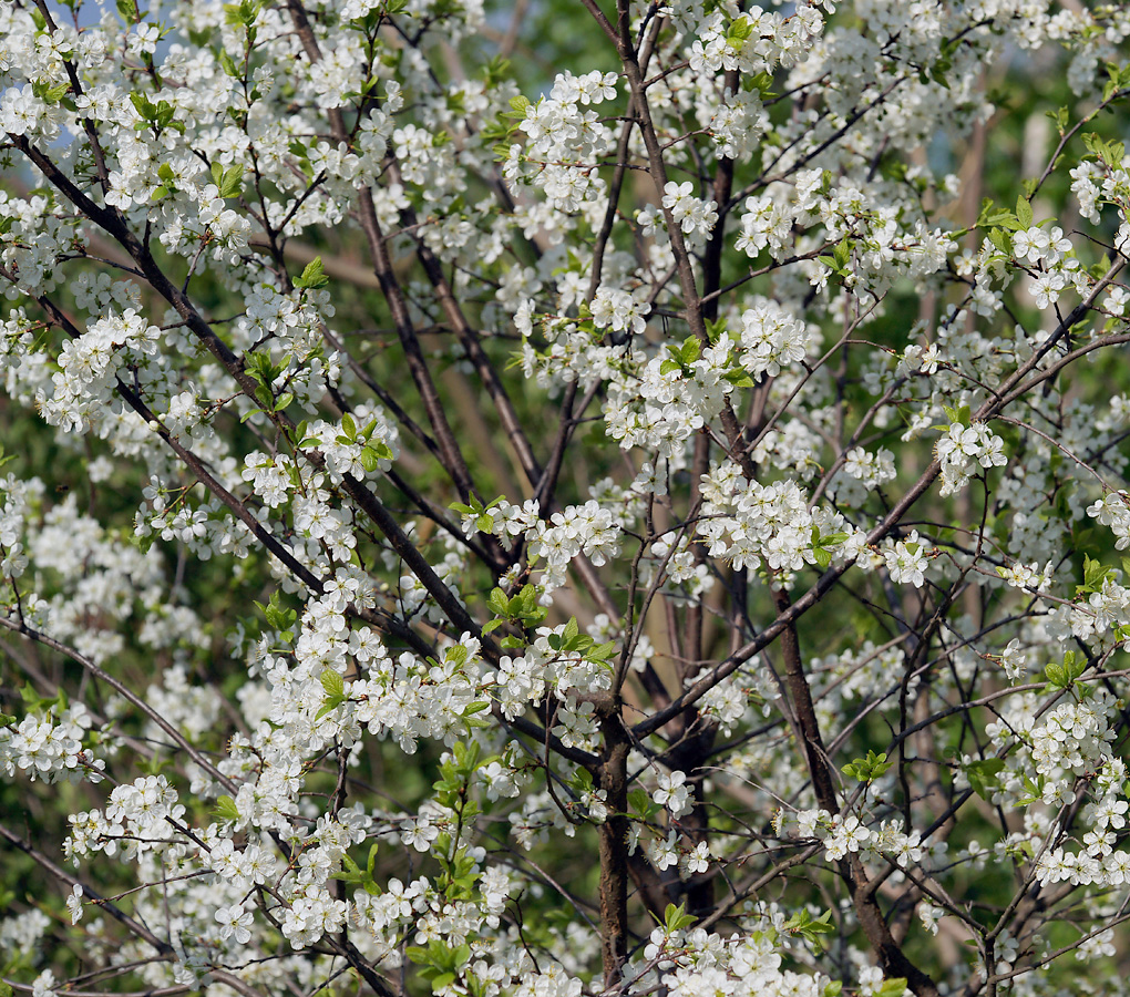 Изображение особи Prunus domestica.