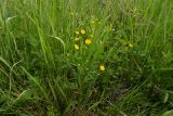 Potentilla goldbachii