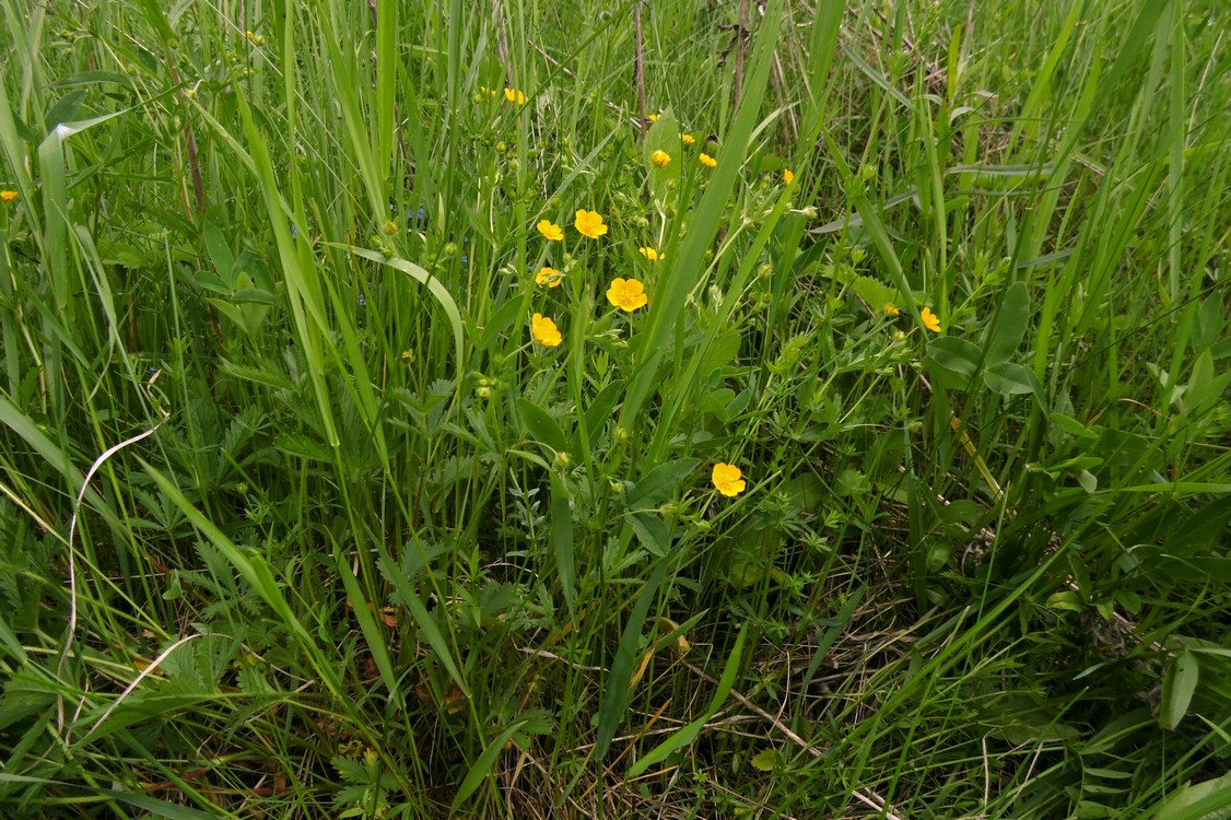 Image of Potentilla goldbachii specimen.