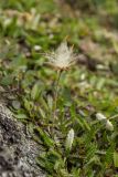 Dryas octopetala subspecies subincisa. Плодоносящее растение. Свердловская обл., Карпинский городской округ, гора Серебрянский Камень, зона горной тундры на выс. 1100-1280 м н.у.м. 18.07.2015.