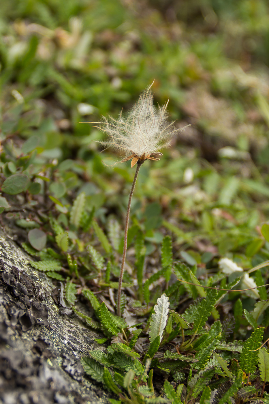 Image of Dryas octopetala ssp. subincisa specimen.