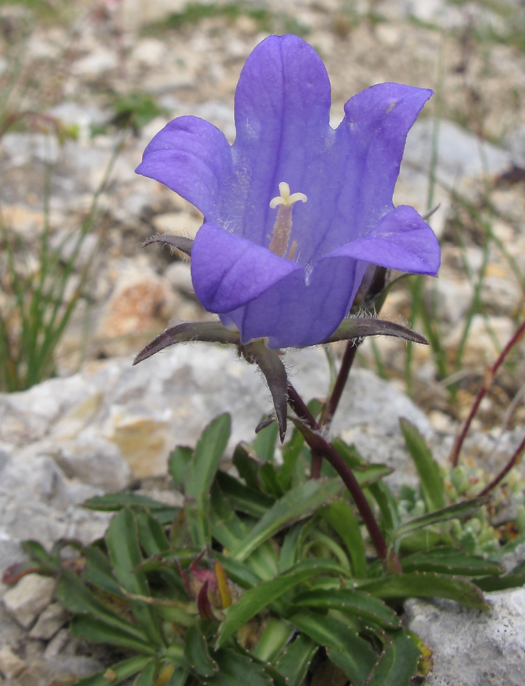 Изображение особи Campanula ciliata.