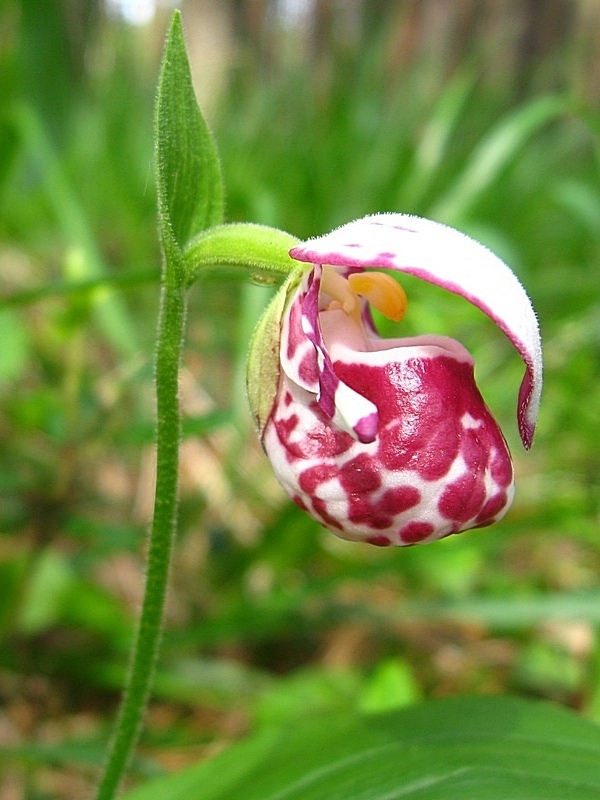 Image of Cypripedium guttatum specimen.