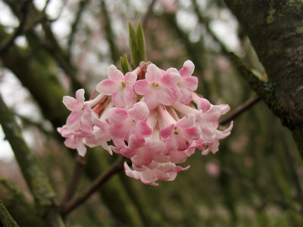 Image of Viburnum farreri specimen.