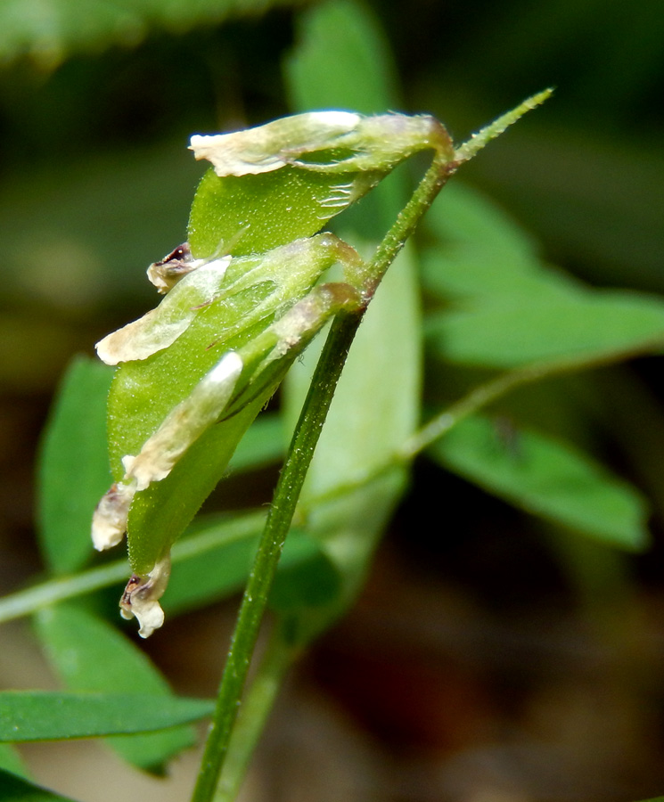 Изображение особи Vicia loiseleurii.