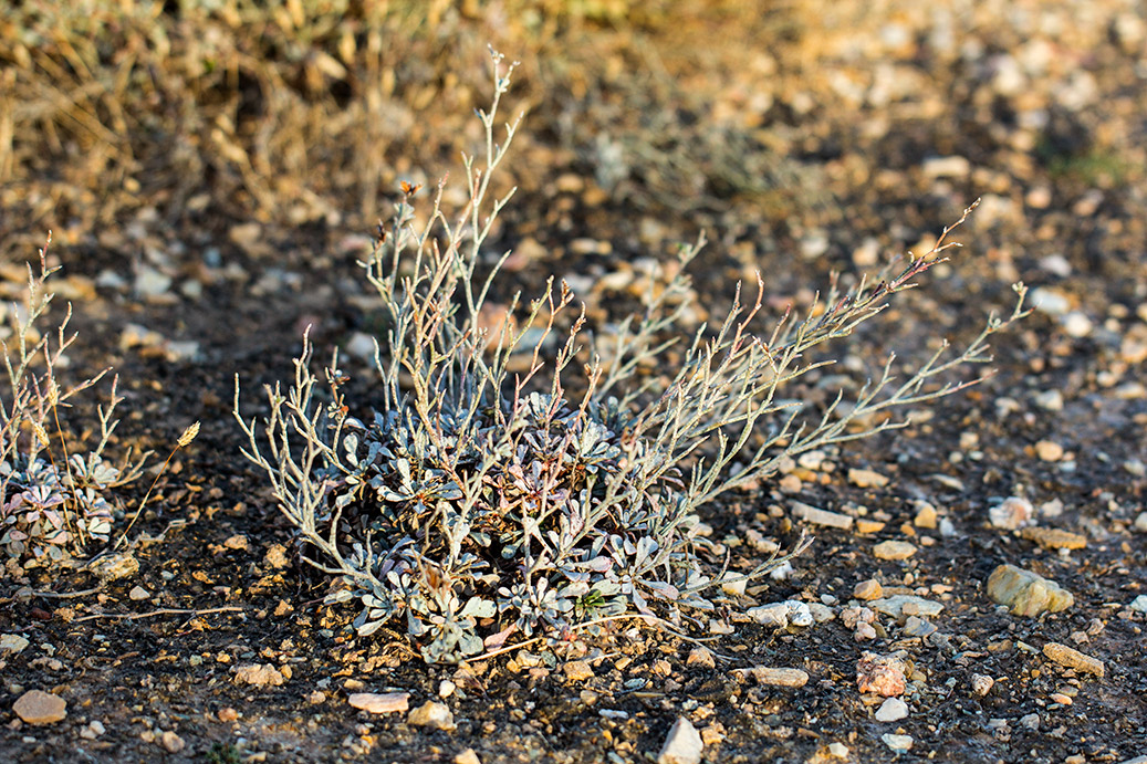 Изображение особи Limonium roridum.