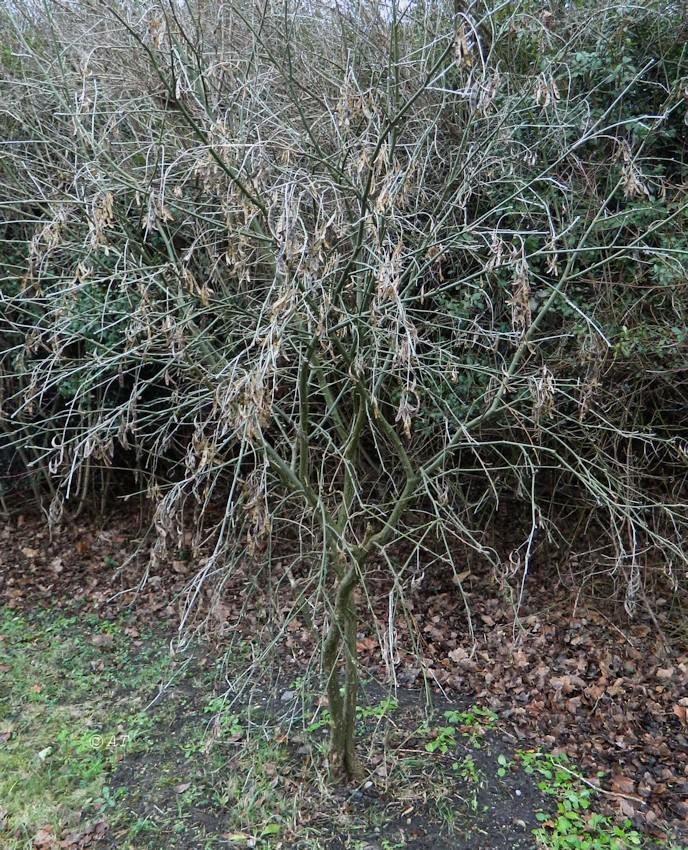 Image of genus Laburnum specimen.