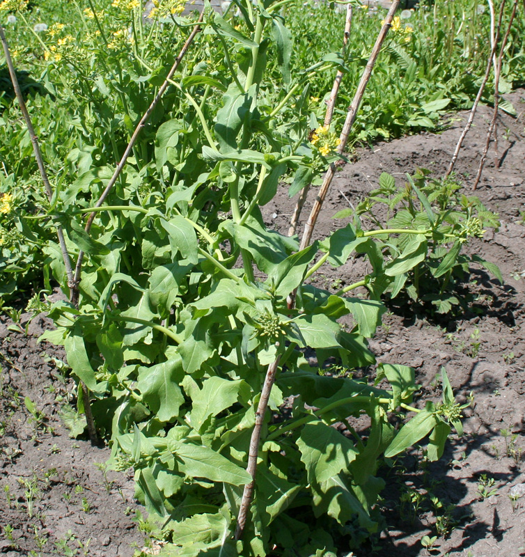 Image of Brassica rapa specimen.