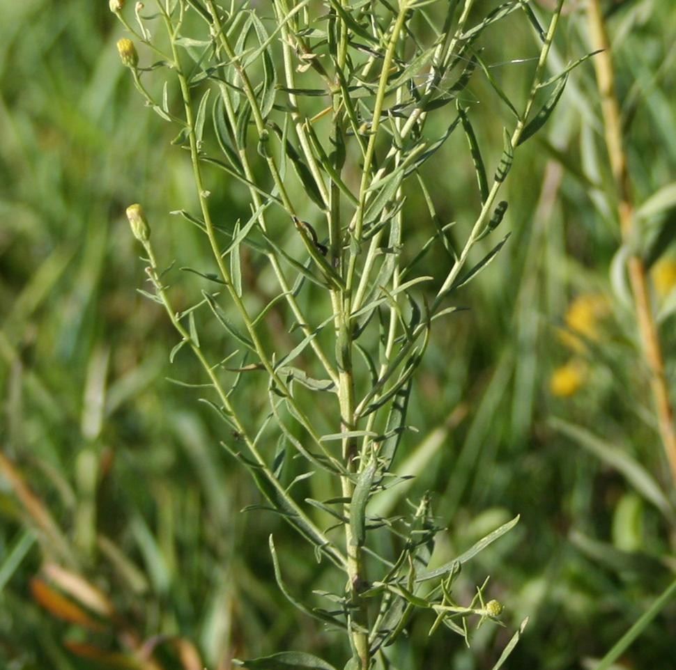 Image of Galatella biflora specimen.