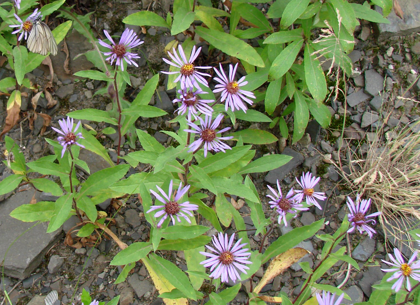 Изображение особи Aster sibiricus.